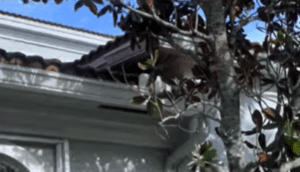 Damaged Roof in Miami